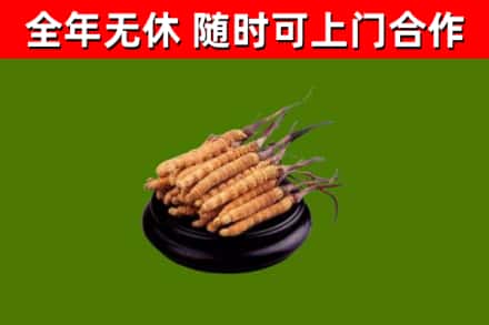 和市回收散虫草