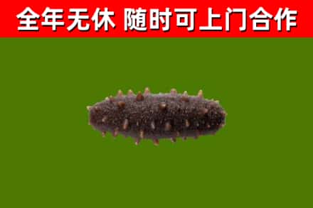 和市回收海参干